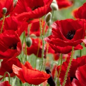 LulaRoe Buy2Get1Free